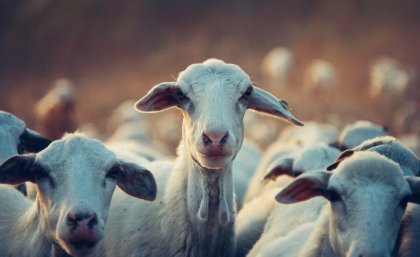 A herd of goats looking at the camera